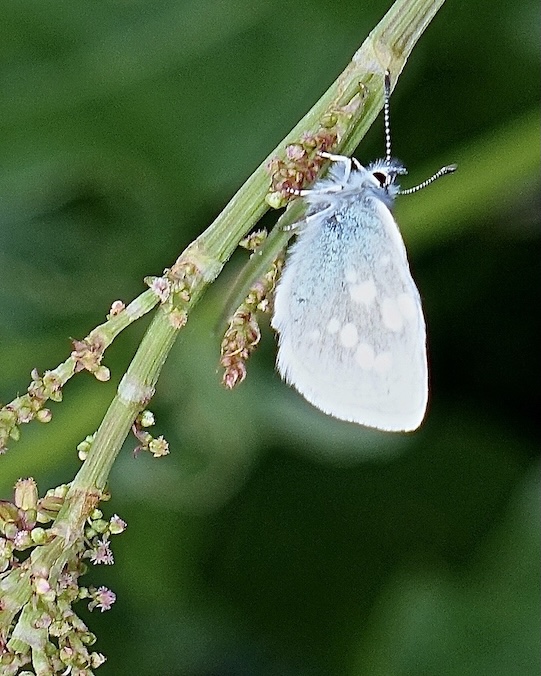 alpine blue